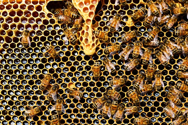 včely v úlu